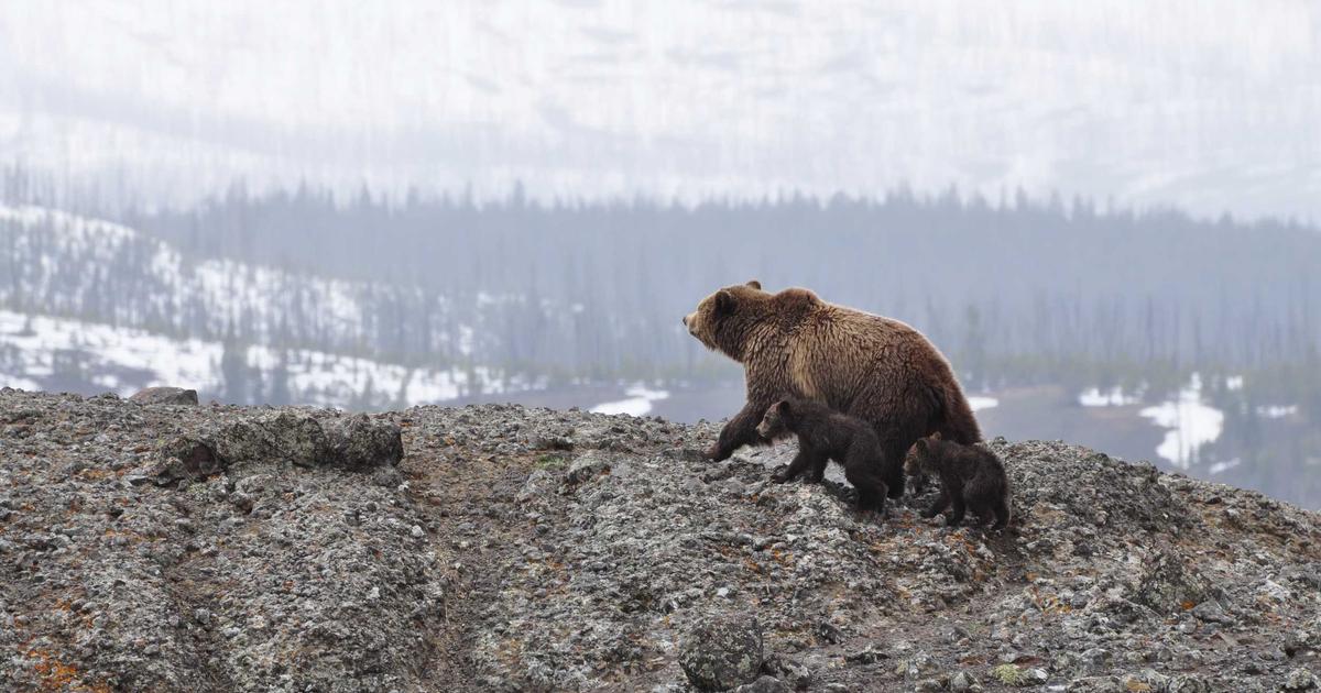Marketing attribution dashboard showing touchpoint analysis