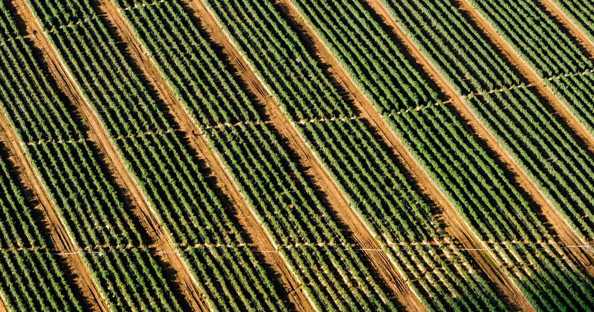 Mobile expense capture and automated report generation